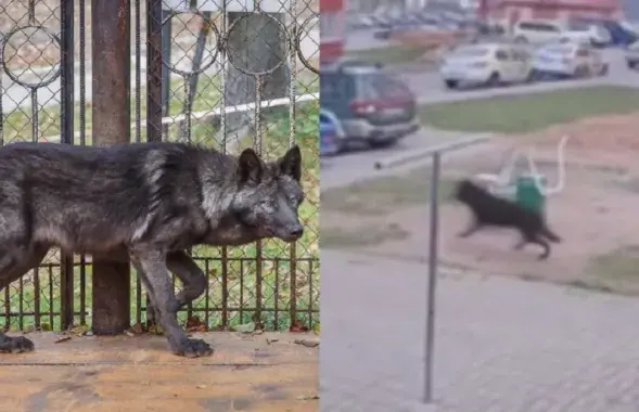 Хищник сбежал из города, когда его начали искать
