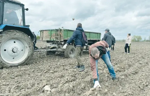 На полі агракомплексу "Яновічы"
