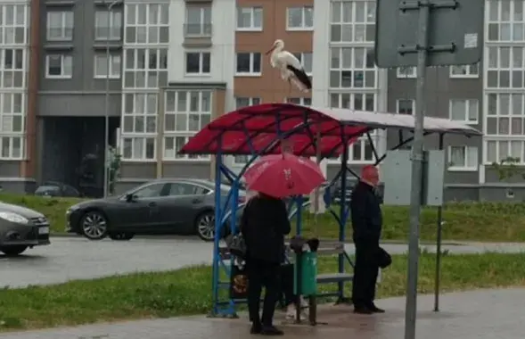 Аист в Смолевичах
