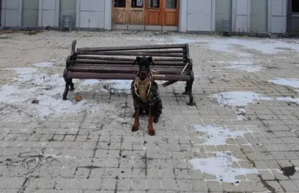 Доберман Магнус на архивном снимке из Бахмута
