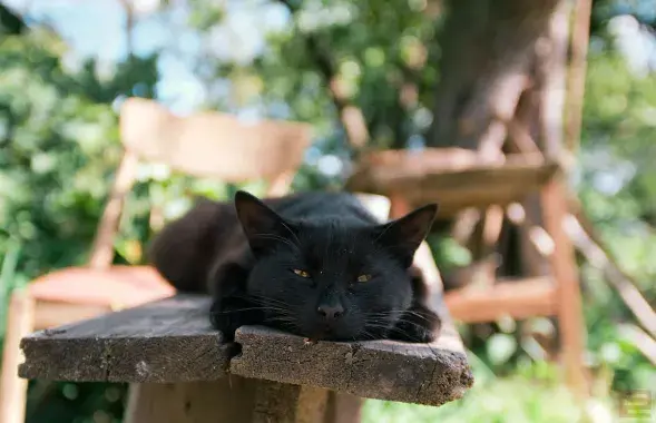 Спякота
