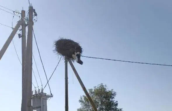 Аисту понадобилась помощь
