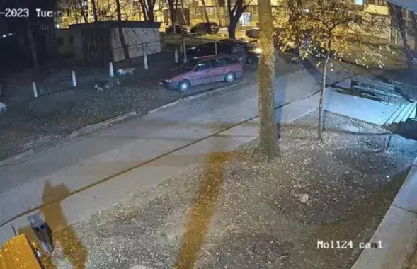 Бездомные собаки в Новополоцке
