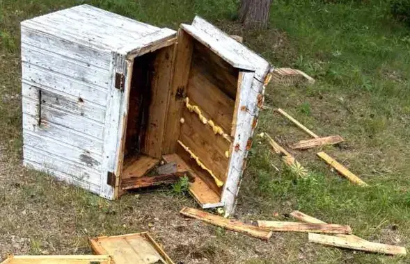 Пасека после налета медведя
