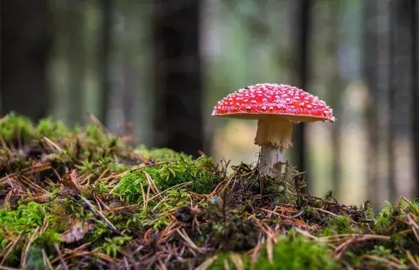Мухамор, ілюстрацыйнае фота
