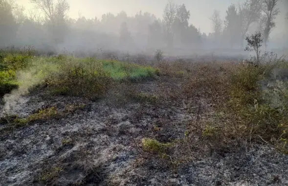 На месте лесного пожара под Бобруйском

