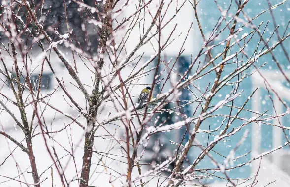 Зіма, ілюстрацыйнае фота
