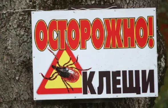 Існуе рызыка нападу кляшчоў як на чалавека, так і на жывёл

