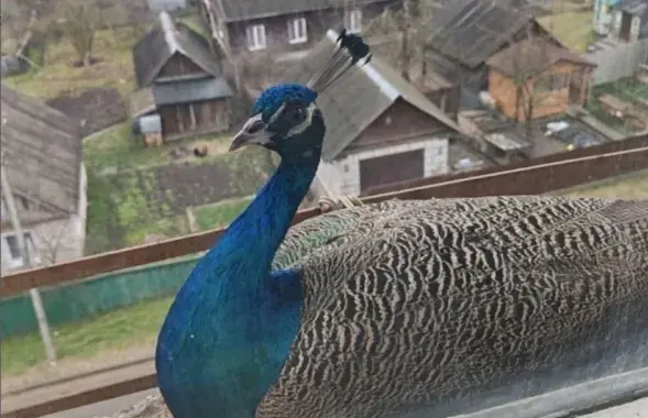 Паўлін на вуліцы Паштовай у Барысаве
