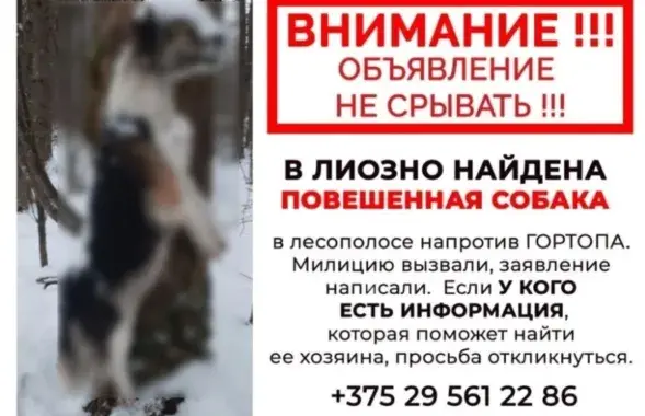Абвестка пра гібель сабакі ў Лёзне
