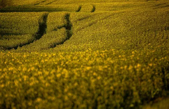 Рапс, фота ілюстрацыйнае
