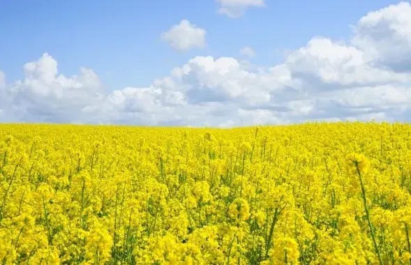 Расія вязе сыравіну з акупаваных тэрыторый, а Беларусь прадае ў ЕС
