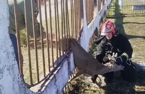 Выратавальная аперацыя
