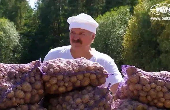 Лукашэнка на сяльгасработах

