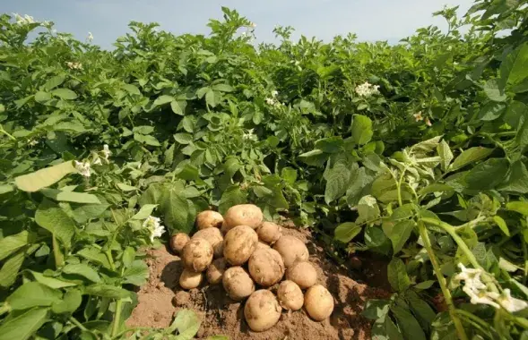 Картофель
