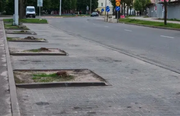 Вуліца Чырвоная засталася без каштанаў

