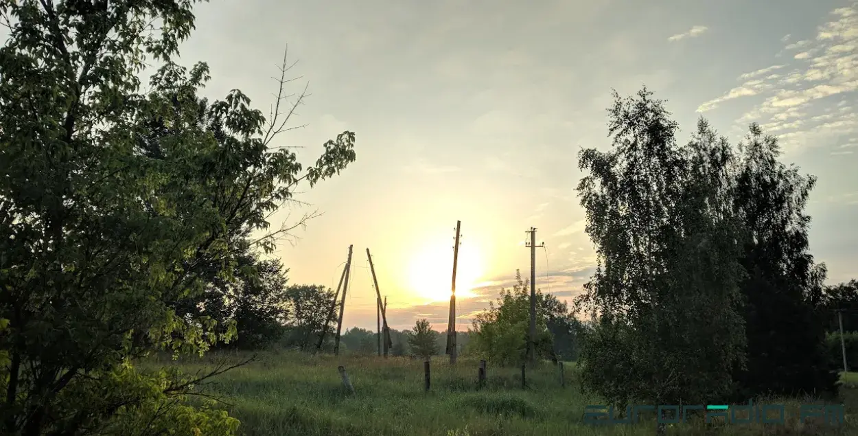 Леса в Беларуси / Еврорадио