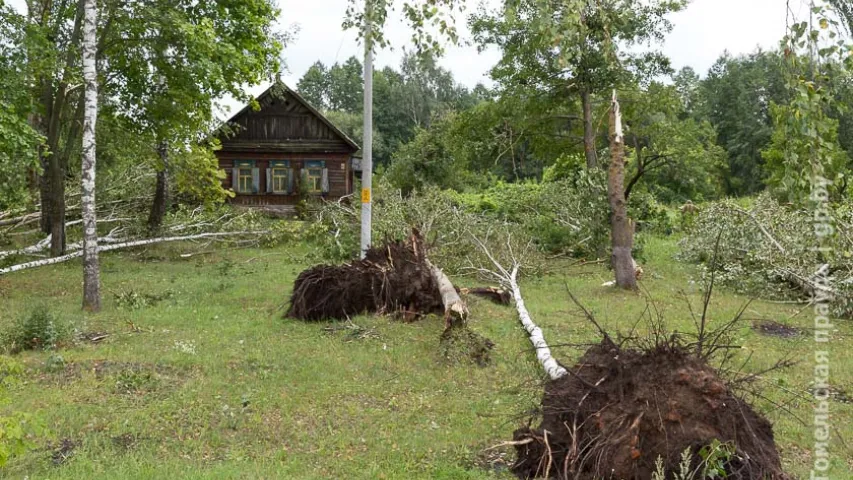 На Гомельшчыне моцны вецер пашкодзіў 90 гектараў лесу