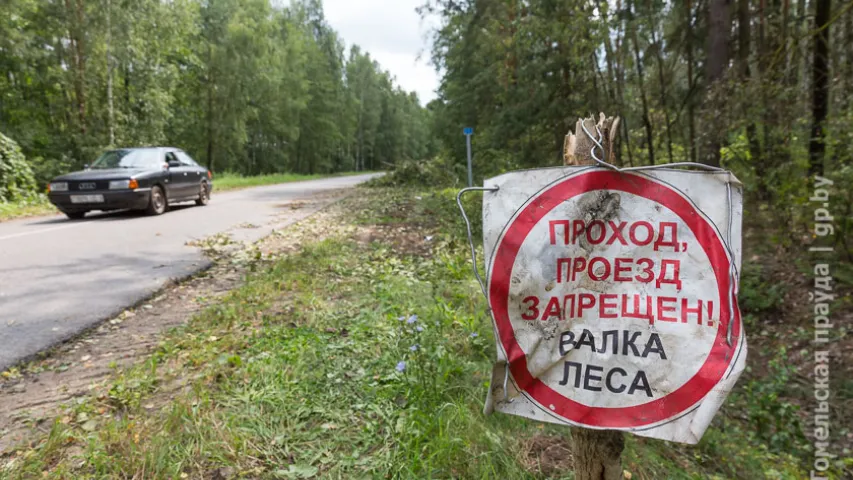 На Гомельшчыне моцны вецер пашкодзіў 90 гектараў лесу